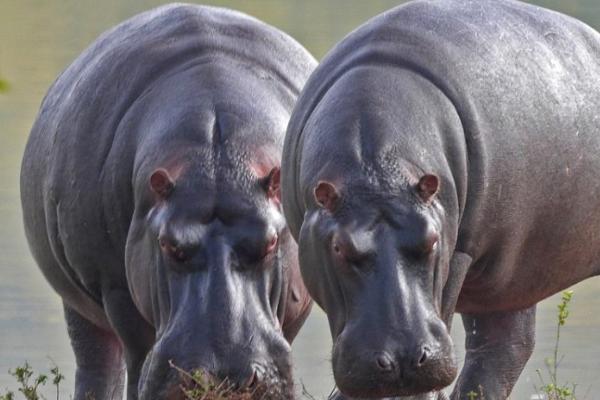 河马是两栖动物吗,不是两栖动物而是哺乳动物