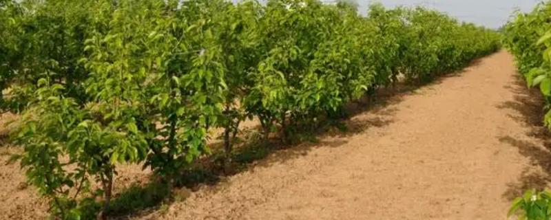 黄金梨的种植方法
