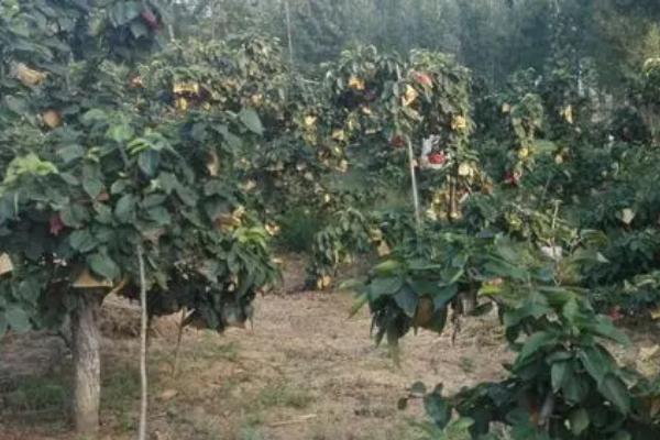 黄金梨的种植方法,新梢长到30厘米时要反复摘心