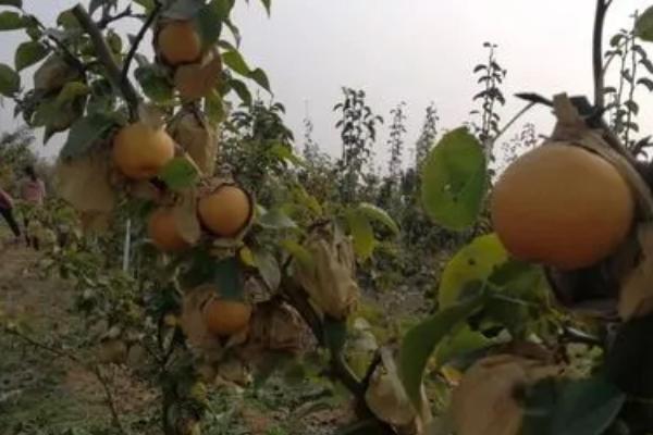 黄金梨的种植方法,新梢长到30厘米时要反复摘心