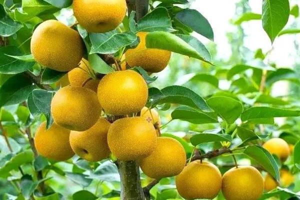 黄金梨的种植方法,新梢长到30厘米时要反复摘心