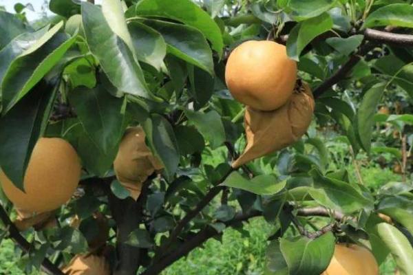 黄金梨的种植方法,新梢长到30厘米时要反复摘心