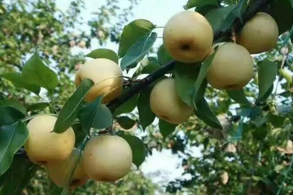 黄金梨的种植方法,新梢长到30厘米时要反复摘心