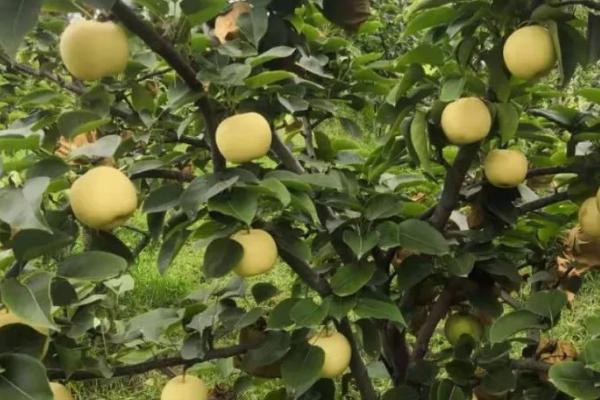 黄金梨的种植方法,新梢长到30厘米时要反复摘心