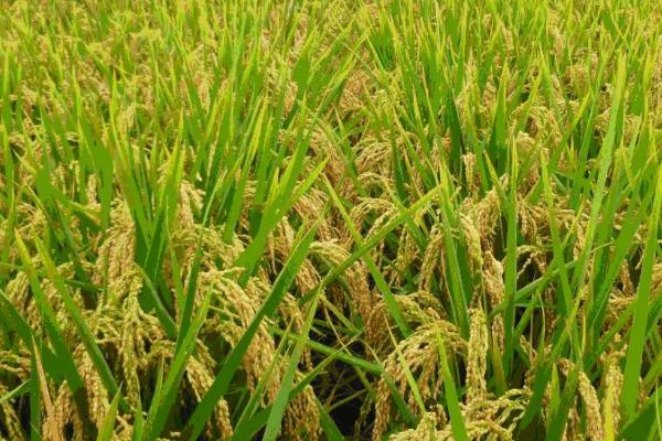 水稻是什么时候传入中国的，本来就是原产于中国的一种农作物