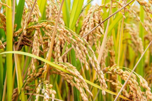 水稻是什么时候传入中国的，本来就是原产于中国的一种农作物
