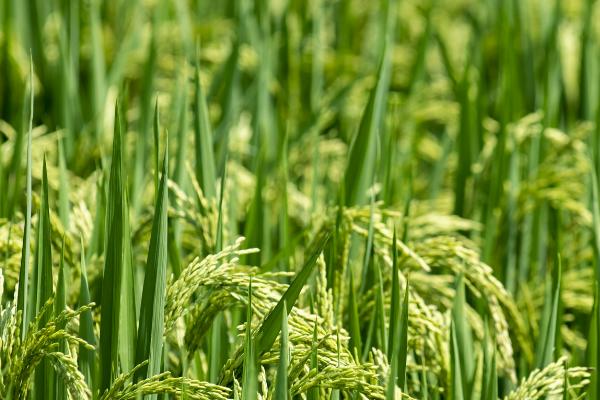 水稻是什么时候传入中国的，本来就是原产于中国的一种农作物