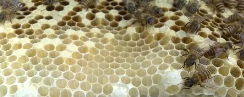 如何人工急造王台