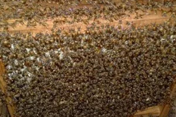 如何人工急造王台,关住蜂王可促使工蜂造台