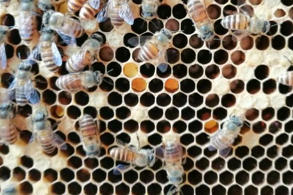 如何人工急造王台,关住蜂王可促使工蜂造台