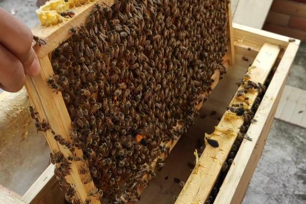 如何人工急造王台,关住蜂王可促使工蜂造台