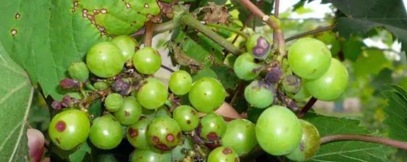 葡萄病虫害症状及防治方法