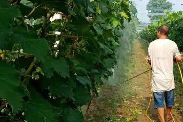 葡萄病虫害症状及防治方法，不同病虫害的防治方法不同