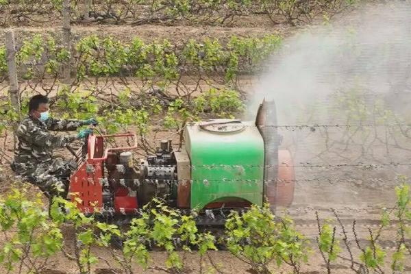 葡萄病虫害症状及防治方法，不同病虫害的防治方法不同