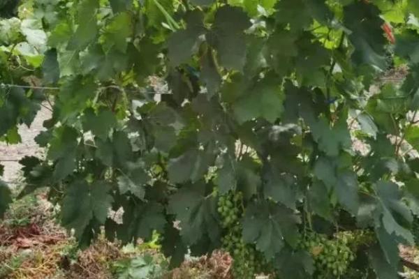 葡萄病虫害症状及防治方法，不同病虫害的防治方法不同