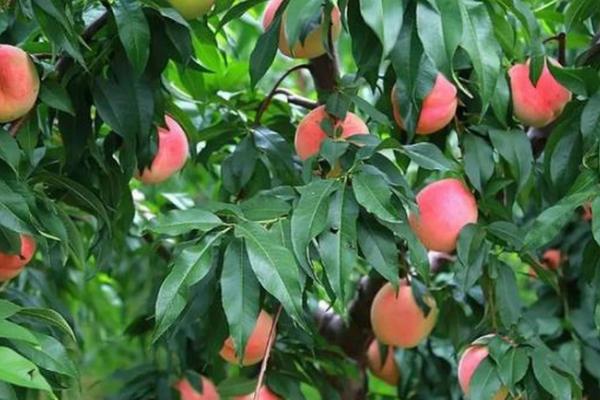 油桃树疏花疏果技术,疏花通常在花蕾期和花期进行