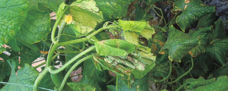 黄瓜常见病虫害的农药防治办法