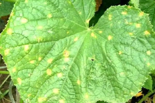 黄瓜常见病虫害的农药防治办法，不同病虫害所用药剂不同