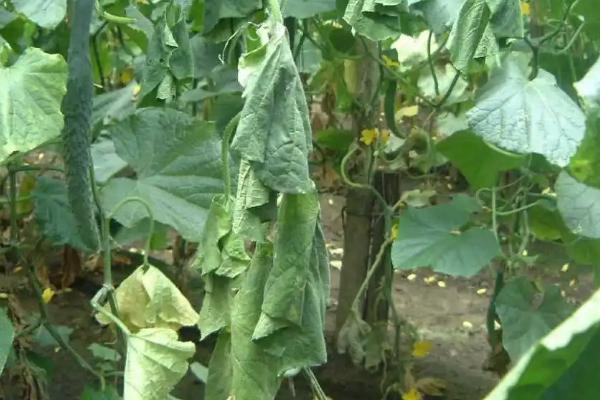 黄瓜常见病虫害的农药防治办法，不同病虫害所用药剂不同