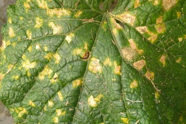 黄瓜常见病虫害的农药防治办法，不同病虫害所用药剂不同