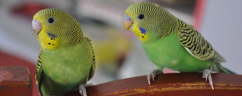 虎皮鹦鹉打架怎么解决