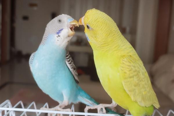 虎皮鹦鹉打架怎么解决,要及时将它们分开