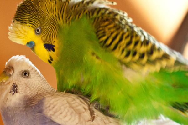 虎皮鹦鹉打架怎么解决,要及时将它们分开