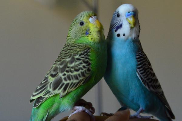 虎皮鹦鹉打架怎么解决,要及时将它们分开