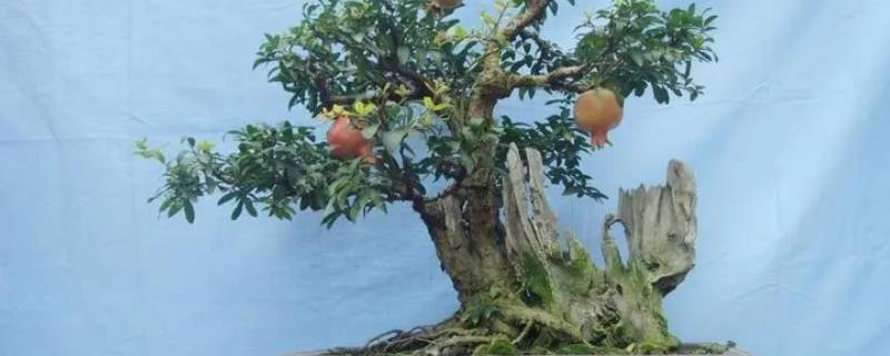 盆栽石榴树要用哪种土壤