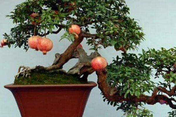 盆栽石榴树要用哪种土壤,要求疏松肥沃、排水良好、ph偏中性