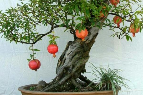 盆栽石榴树要用哪种土壤,要求疏松肥沃、排水良好、ph偏中性