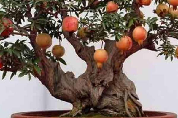 盆栽石榴树要用哪种土壤,要求疏松肥沃、排水良好、ph偏中性