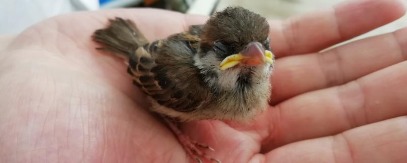 麻雀怎样才能养活