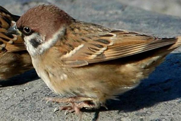 麻雀怎样才能养活,小麻雀才可以人工喂养