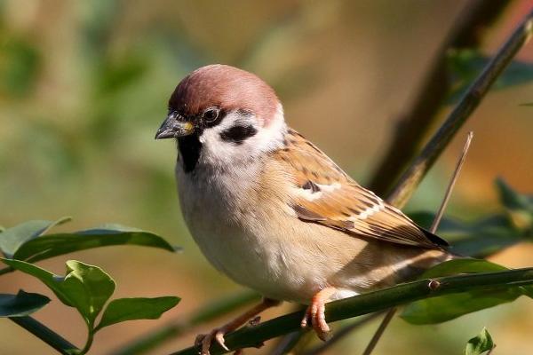 麻雀怎样才能养活,小麻雀才可以人工喂养