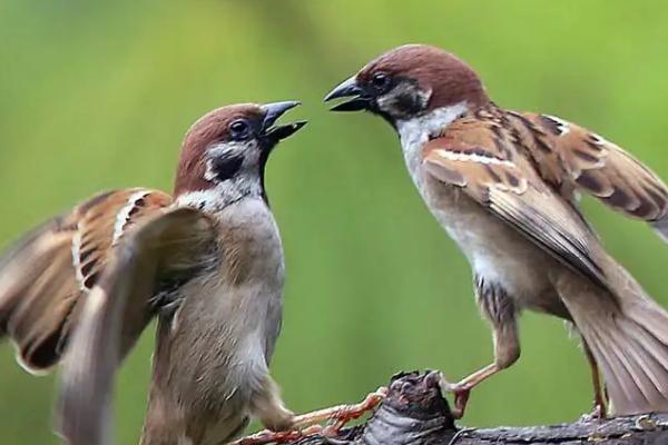 麻雀怎样才能养活,小麻雀才可以人工喂养