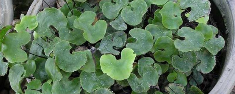 荷叶铁线蕨为什么会濒临灭绝