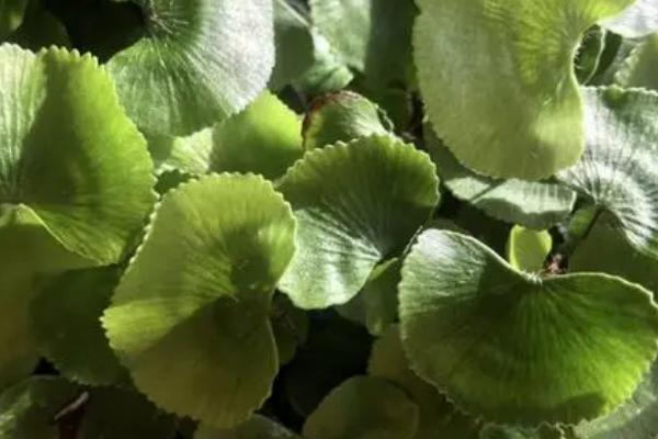 荷叶铁线蕨为什么会濒临灭绝，原因是生存环境受到破坏、被人们过度采掘