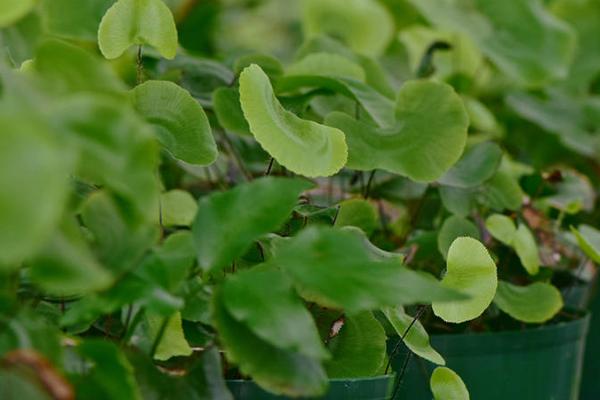 荷叶铁线蕨为什么会濒临灭绝，原因是生存环境受到破坏、被人们过度采掘