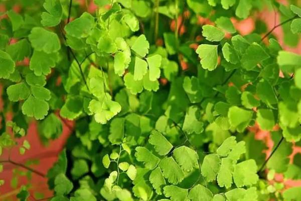 荷叶铁线蕨为什么会濒临灭绝，原因是生存环境受到破坏、被人们过度采掘