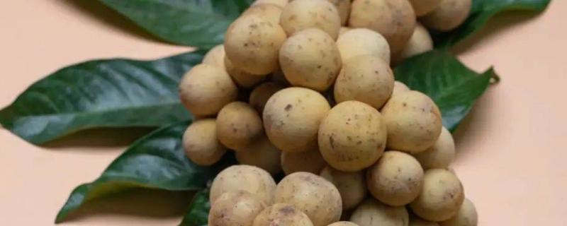 采摘下来的龙眼有蚂蚁怎么办