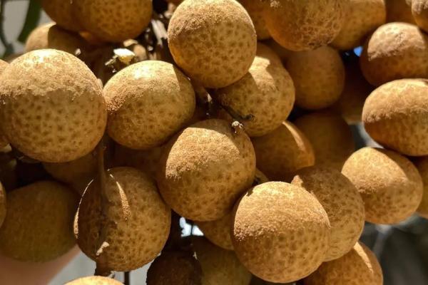 采摘下来的龙眼有蚂蚁怎么办，用碱水浸泡龙眼可以去除蚂蚁