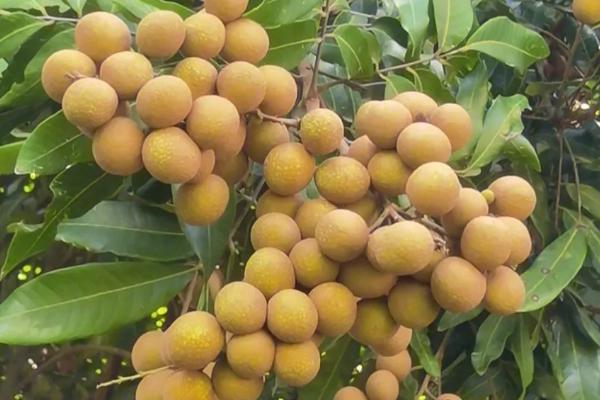 采摘下来的龙眼有蚂蚁怎么办，用碱水浸泡龙眼可以去除蚂蚁