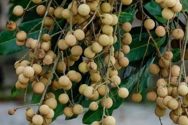 采摘下来的龙眼有蚂蚁怎么办，用碱水浸泡龙眼可以去除蚂蚁