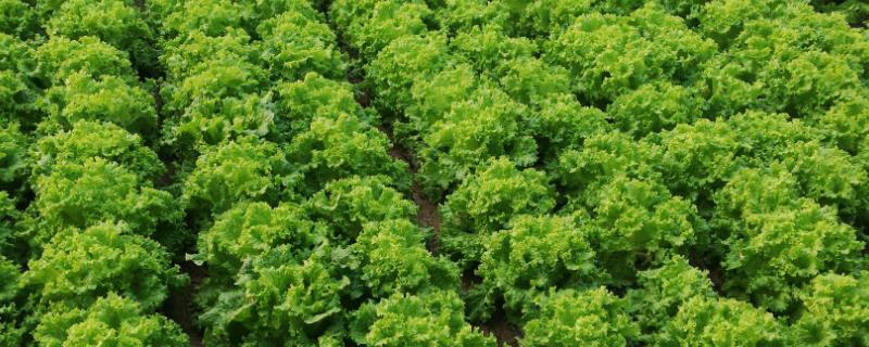 新鲜蔬菜有哪些品种