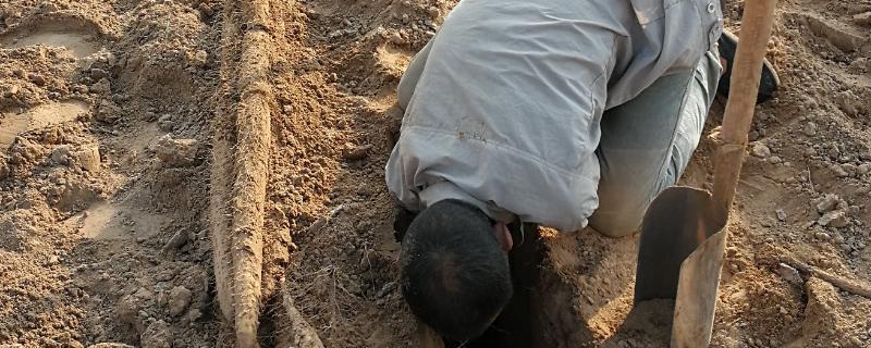 收获山药的方法