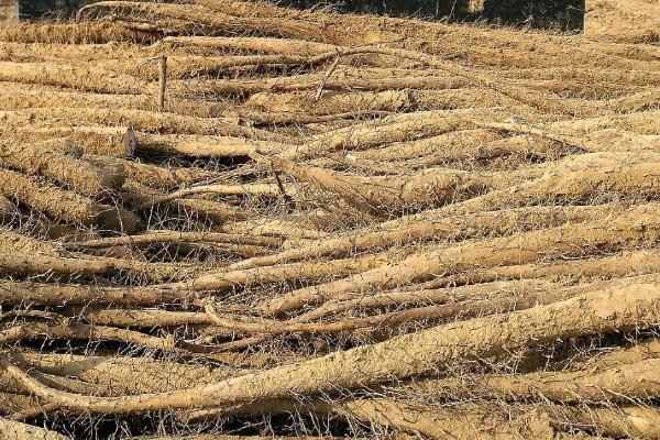 收获山药的方法,拔除秧苗后再用铁锹铲出根部