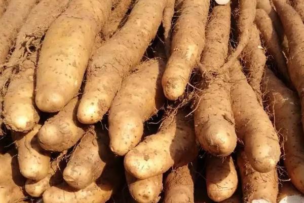 收获山药的方法,拔除秧苗后再用铁锹铲出根部