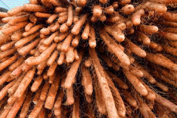 收获山药的方法,拔除秧苗后再用铁锹铲出根部