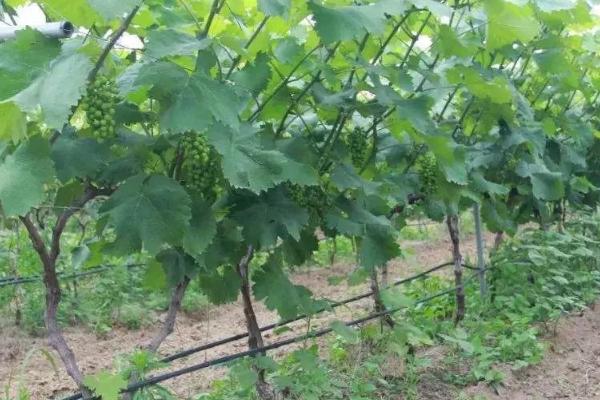 葡萄如何浇水，不同生长时期的浇水方法都不同